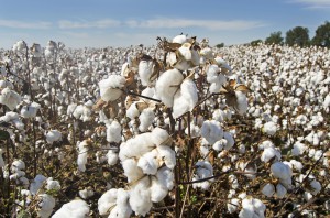 cotton-4649804_960_720